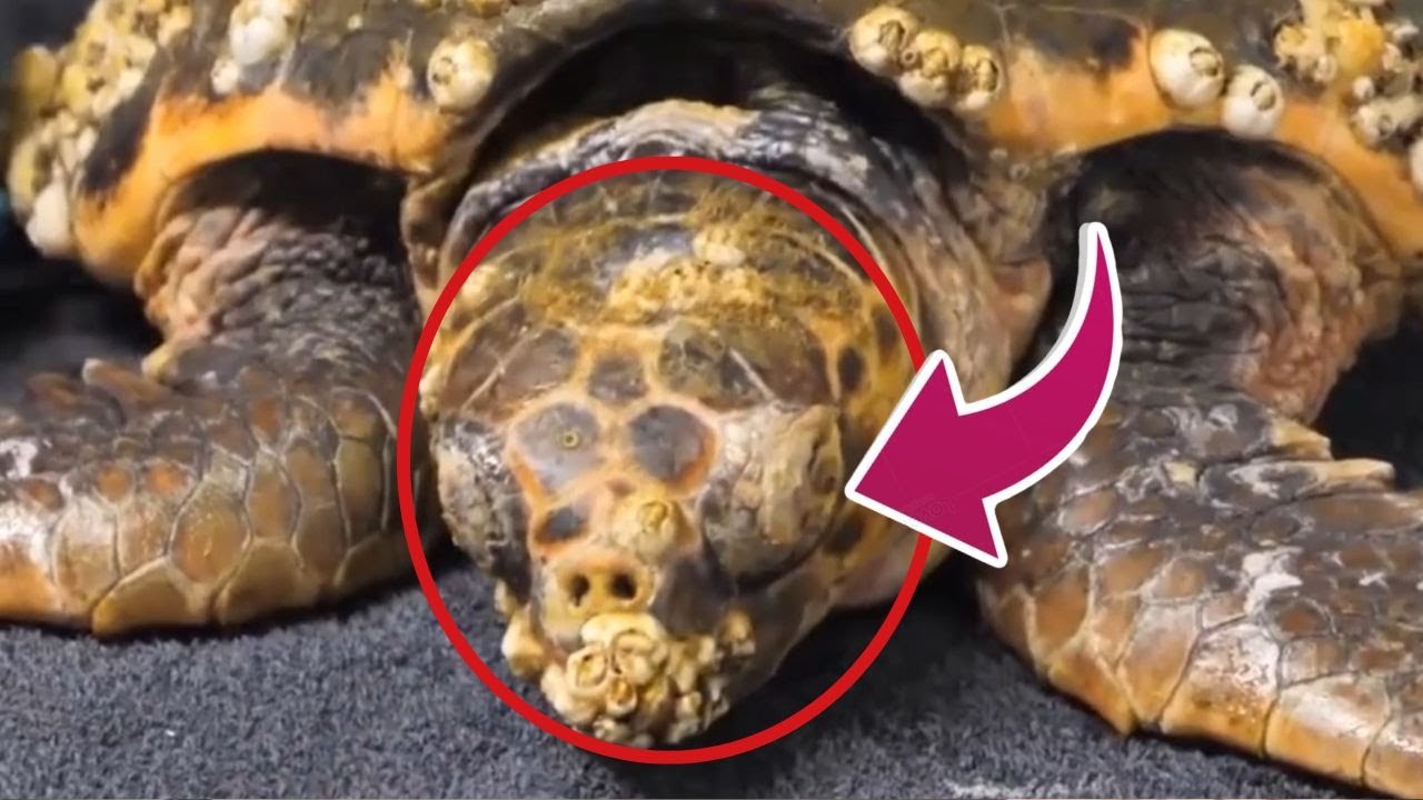VÉRITÉ HORRIBLE ! Ce que font les balanes aux tortues va vous briser le cœur #RetraitDeBernacles
