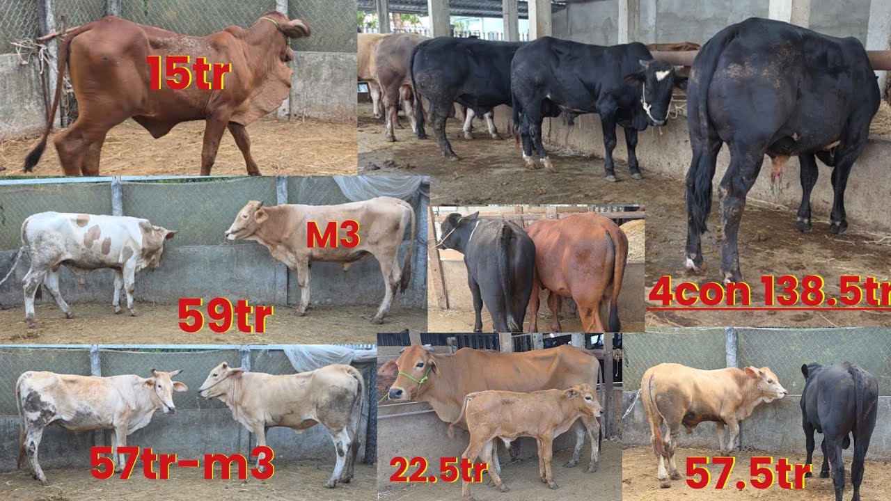 29/3 mẹ con đực 22.5tr.b&ograve; lỡ sin tơ c&aacute;i s&aacute;t vv.. sđt:0383073270 