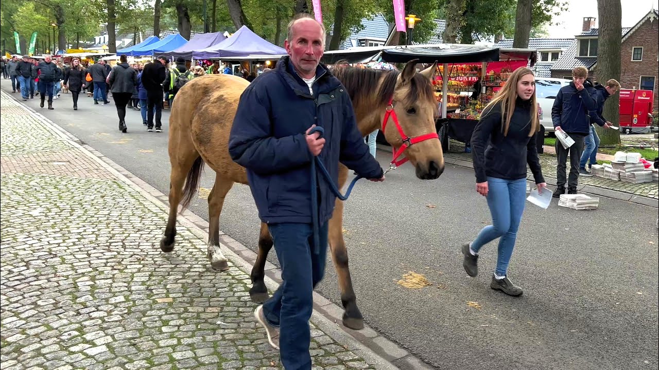 Zuidlaardermarkt- Europas größter Pferde & Jahrmarkt- Paardenmarkt in Holland am 17.10.2023