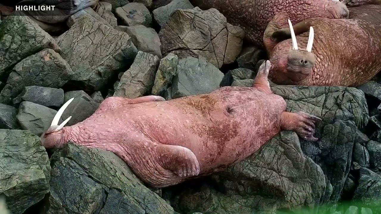 Walrus First Beach | 2025 Highlights