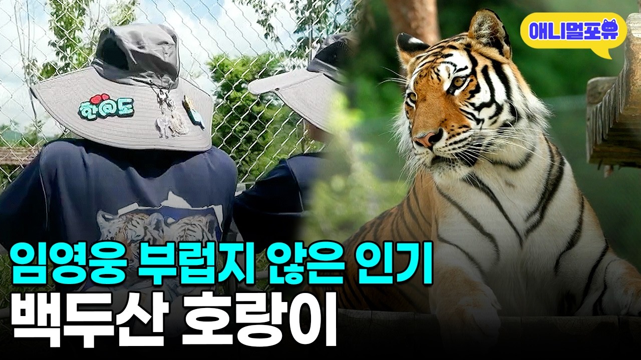 볼수록 귀엽네…☺️ 인기만점 백두산 호랑이 무궁이와 태범이ㅣKBS 지역의 사생활 230908 방송