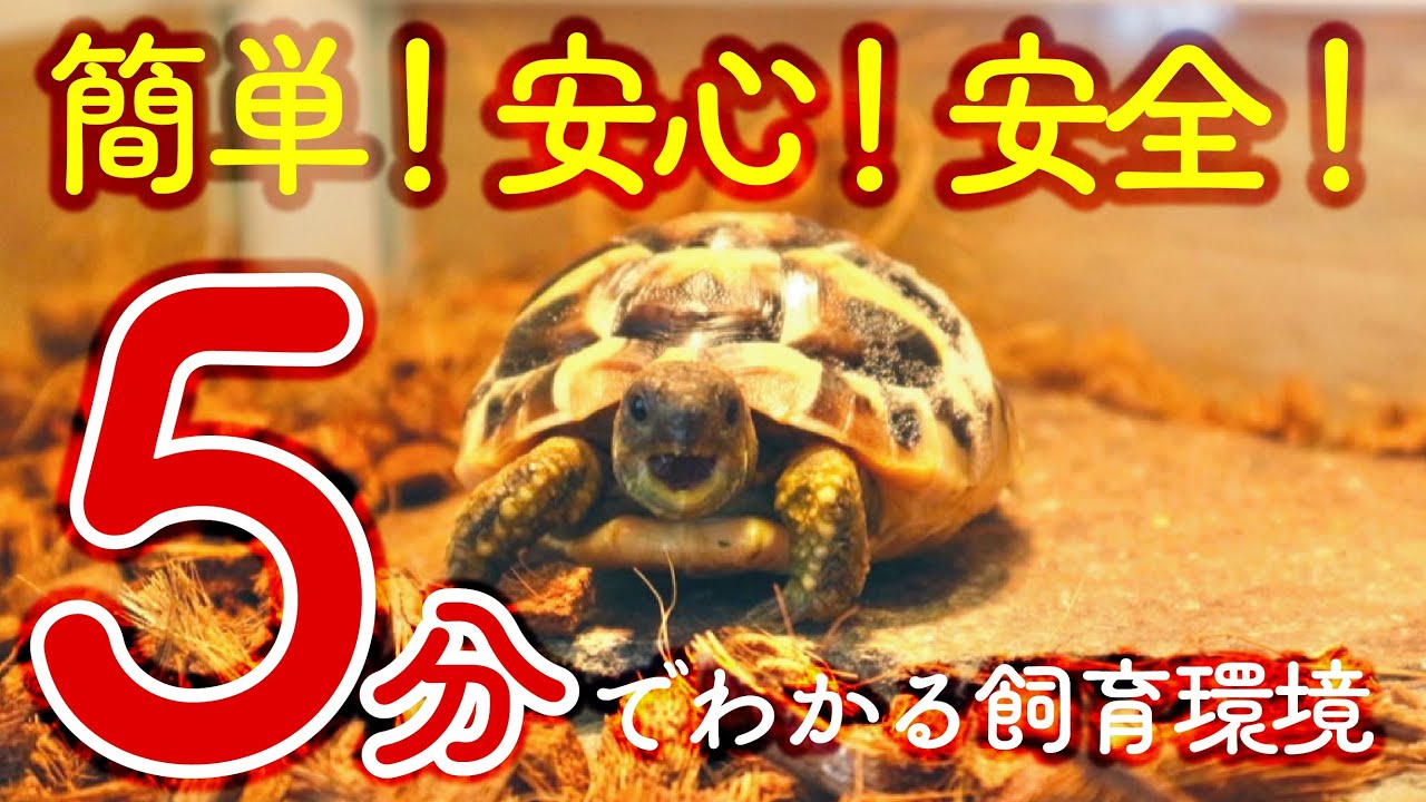 【リクガメ飼育環境】メンテナンス＆使用アイテムまるごと紹介‼️🐢