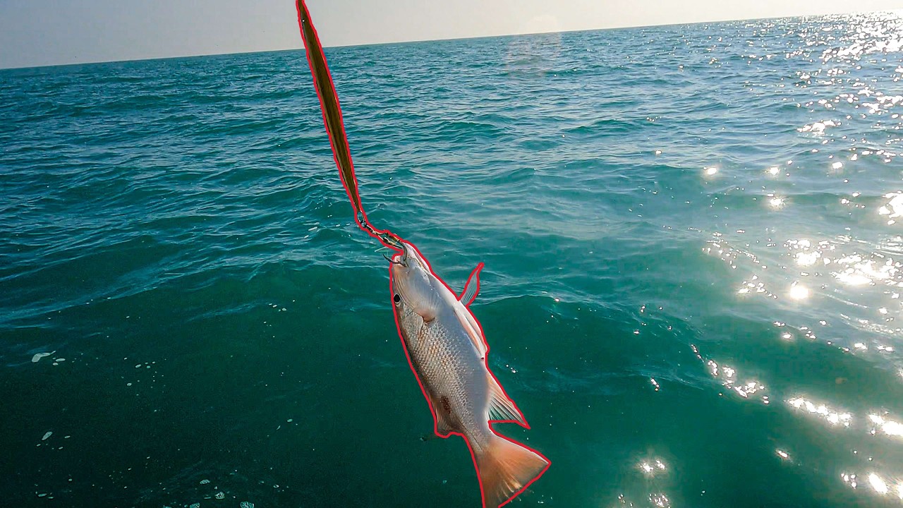 Red Snapper will bite Lure's Bigger than Itself!