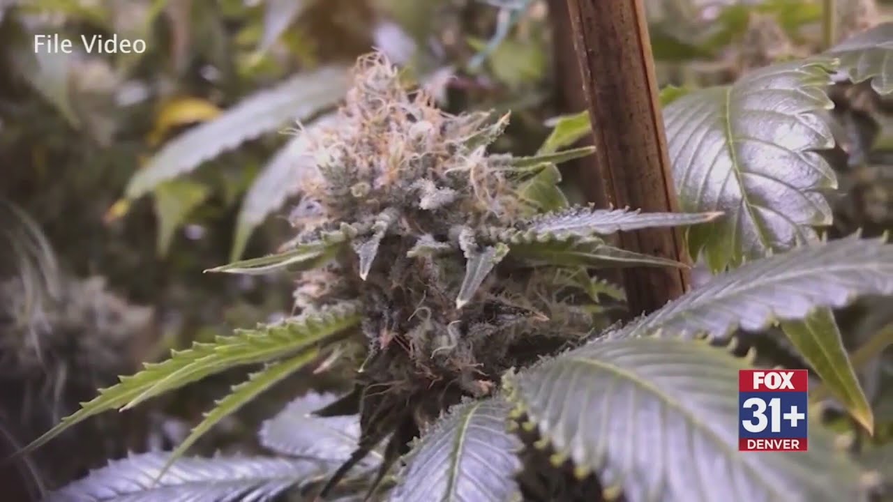 Colorado leaders push back after Congress quietly bans most hemp-derived THC products