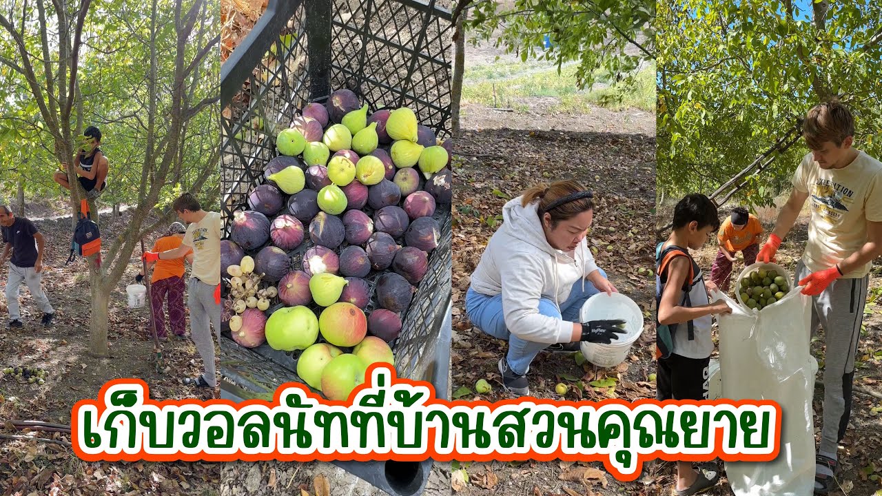 Vlog.353 ถึงเวลาไปเก็บลูกวอลนัทที่สวนคุณยายแล้วค่ะ