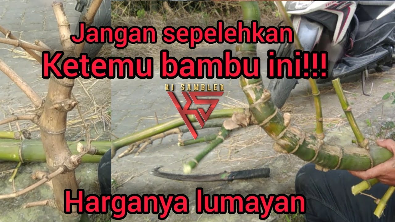 penemuan sepasang bambu unik songgo langit