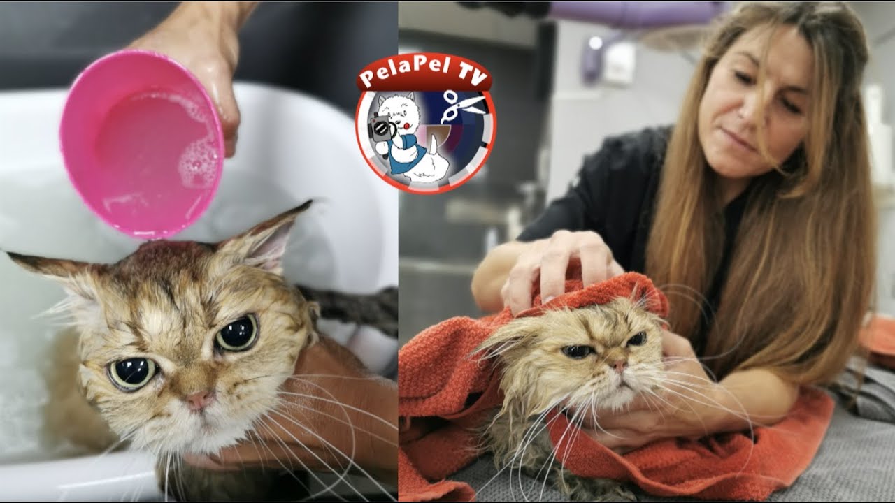 PELUQUERÍA Y MANTENIMIENTO GATO DE PELO LARGO CON ESTER CATALÁN