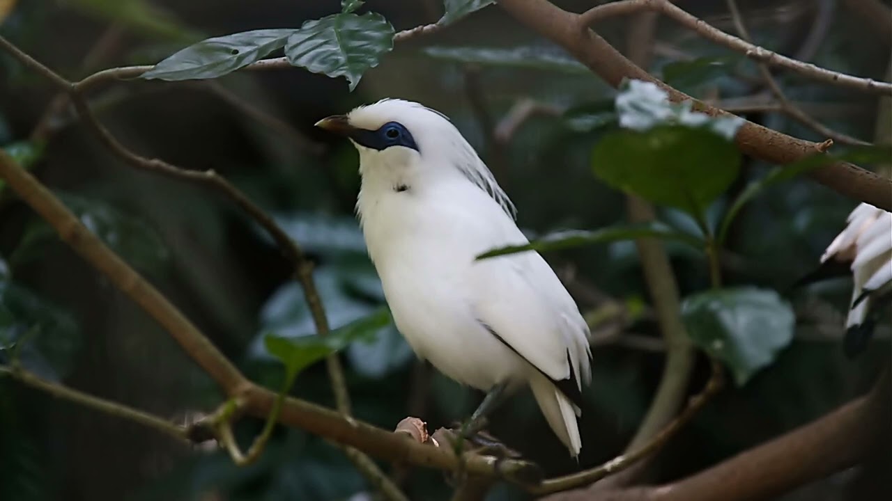 suara jalak bali bagus buat pancingan pasti nyaut