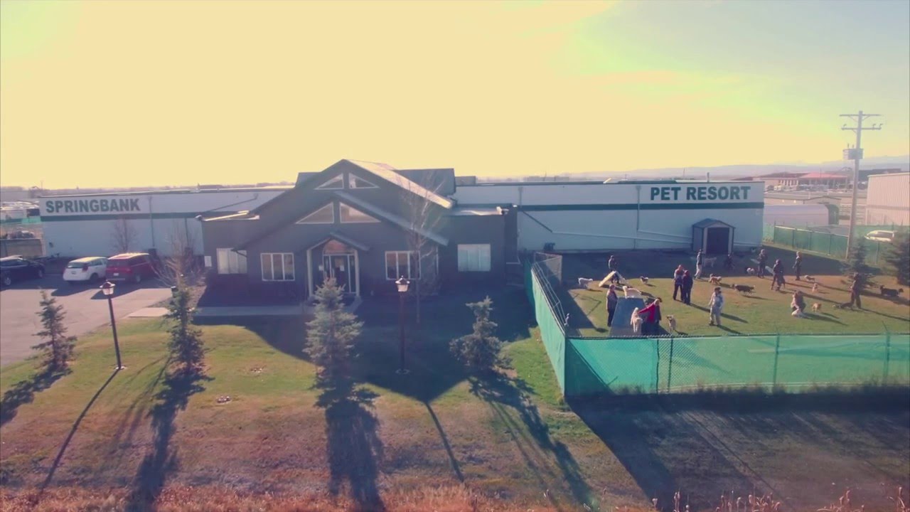 Welcome to Springbank Pet Resort
