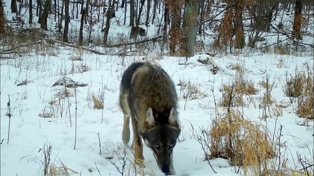 Vlk dravý, líška hrdzavá, Slovenský kras(wolf, canis lupus, fox,). Fotopasca Tetrao s308