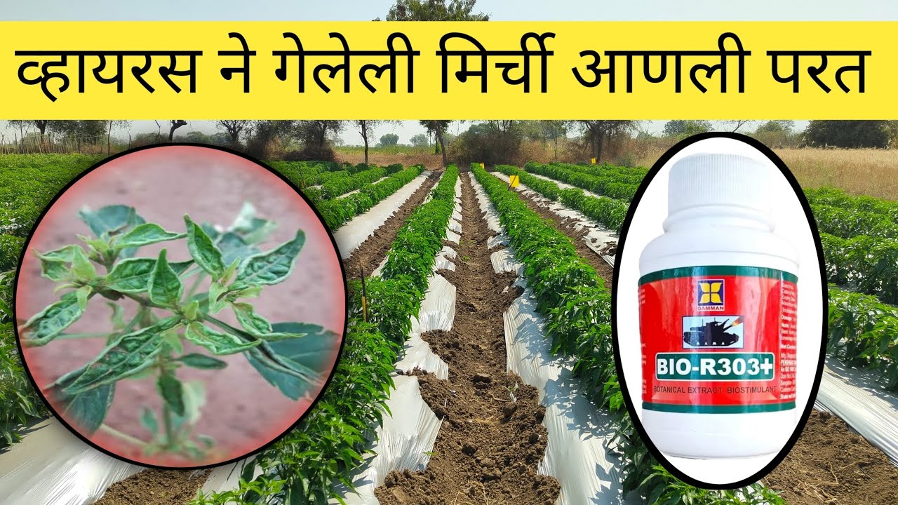 व्हायरस ने गेलेली मिर्ची आणली परत , एकाच फवारणीत पूर्णपणे नियंत्रण. #farming