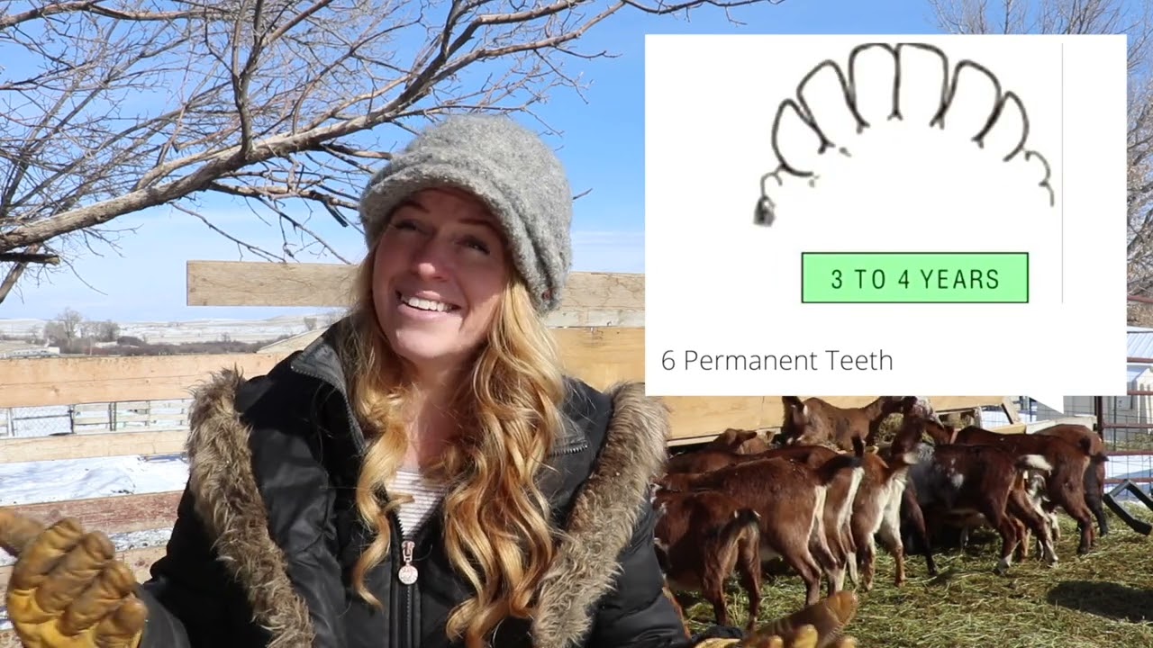 How to determine age of a goat