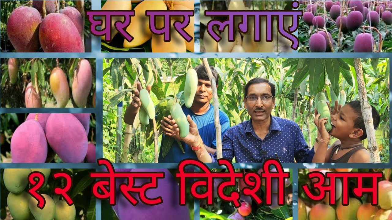 घर पर लगाएं १२ जबरदस्त विदेशी आम की वैरायटी 12 Best Mango Varieties for Growing in Container