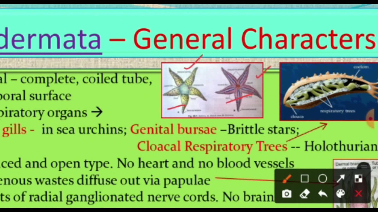 Phylum Echinodermata - General Characters and Classification