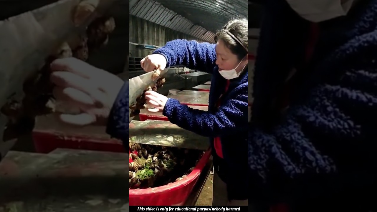 Why Are Farmers Farming This Slimy Creature? The Secret Will Shock You! 😱🐌 #shorts