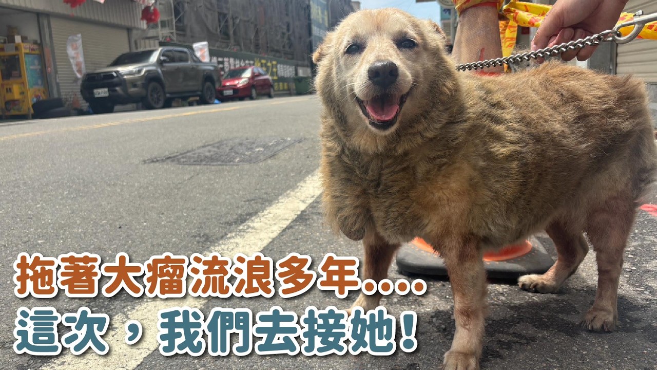 拖著大瘤流浪多年...這次，我們去接她！｜頻道會員救援計畫
