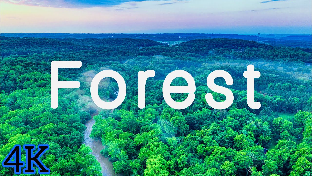 Forest 4K UHDR World Nature Relaxing Music New Amazing Video