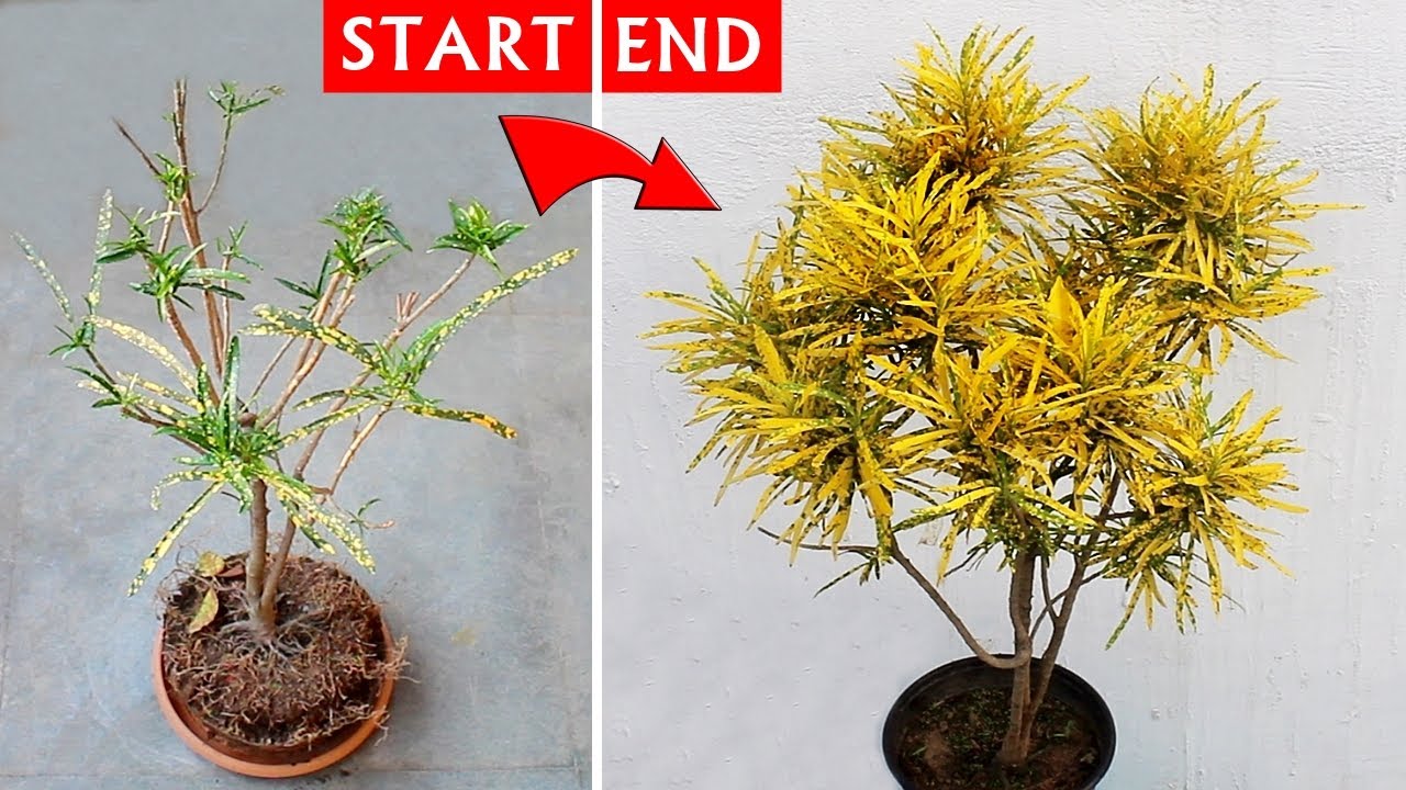 Watch: MOST Easiest Way To Revive a CROTON Plant!