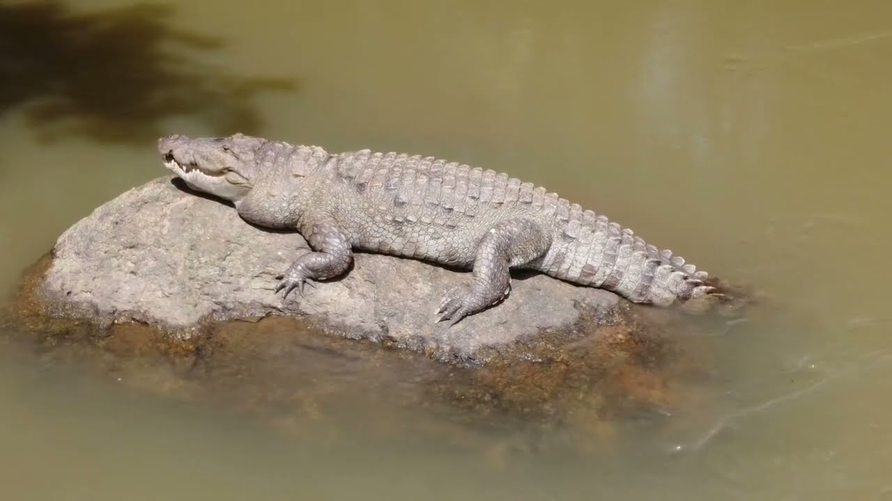 Crocodile Sunbathing: Basking in the Warmth of the Day 