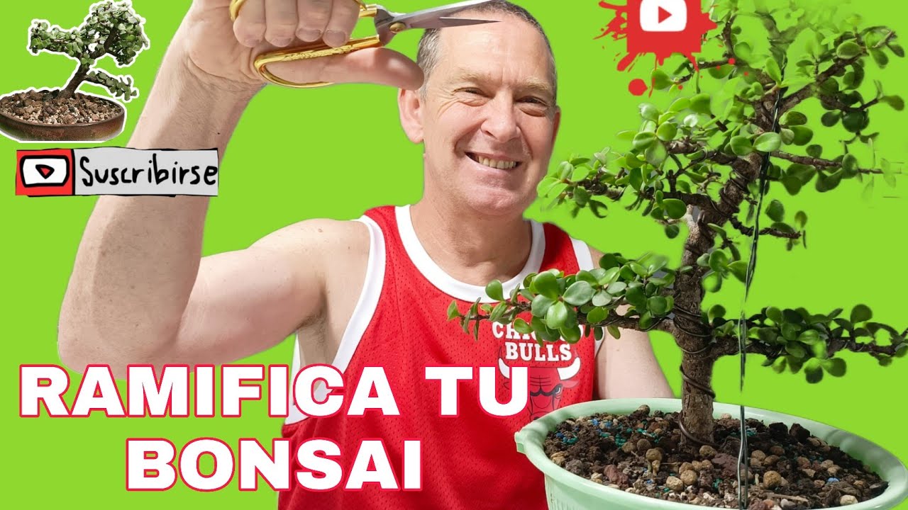 CURSO DE RAMIFICAR TU BONSAI PORTULACARIA AFRA ,FINO Y LARGO