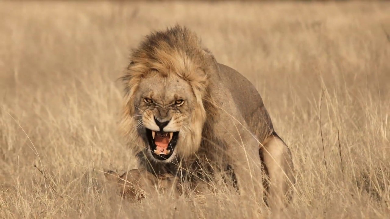 Africa 2018 - 7 - Savute