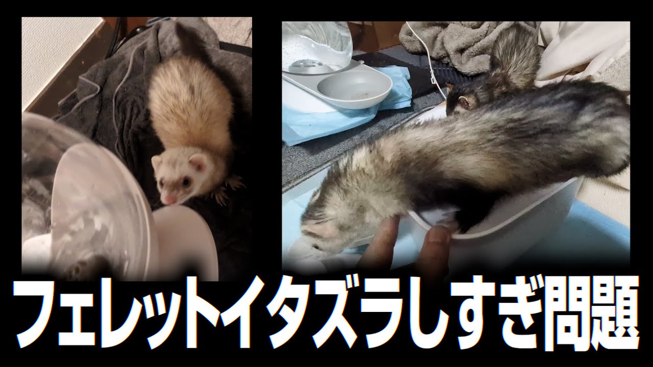 【フェレット】2026年もフェレット大暴れ イタズラが止まらない問題