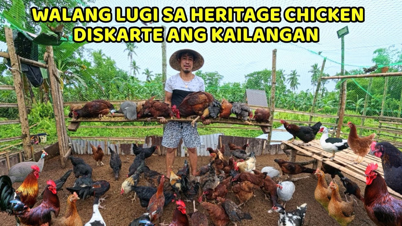 PARA HINDI MALUGI SA HERITAGE CHICKEN, NATIVE CHICKEN, AT MUSCOVY DUCK, ITO ANG PARAAN KO! 