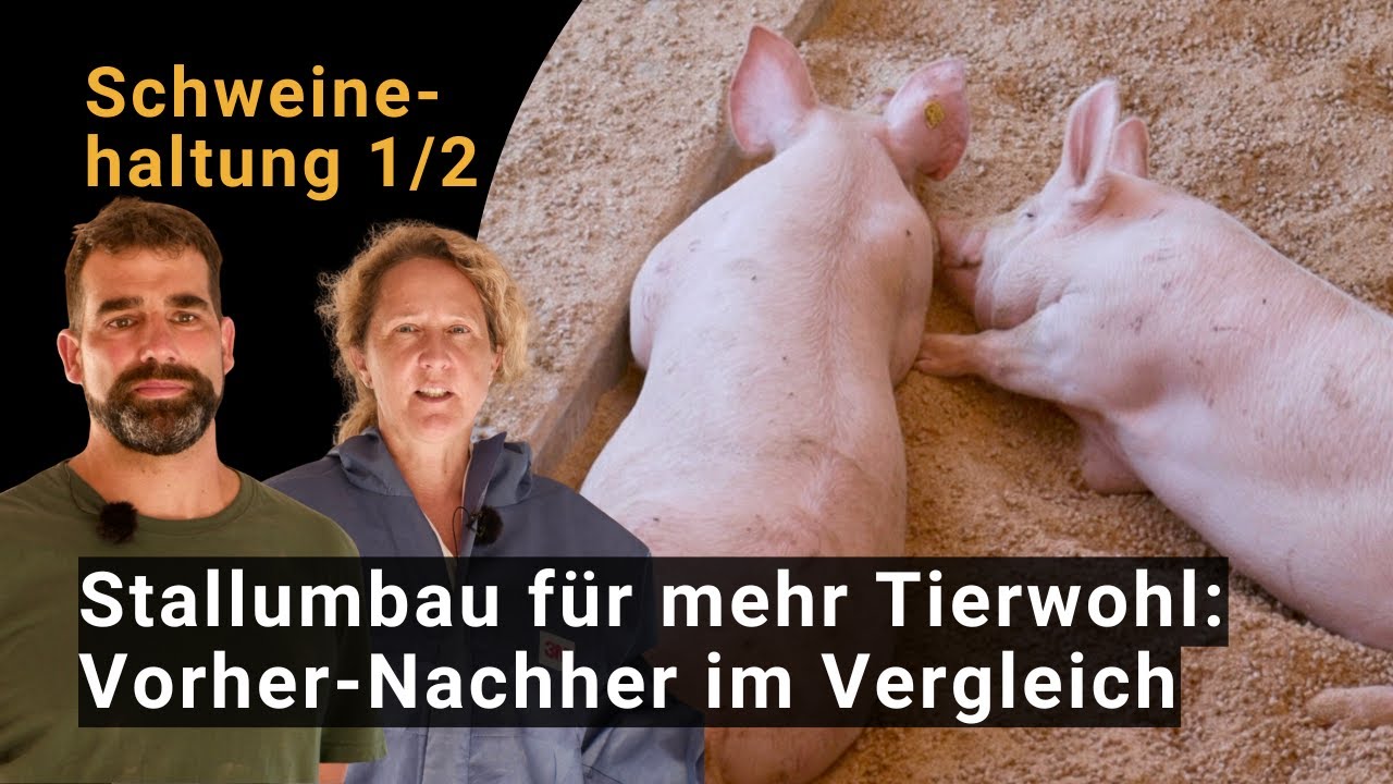 Vorher-Nachher: Stallumbau für Mastschweine: mehr Tierwohl dank Pool, Auslauf und Wühlareal