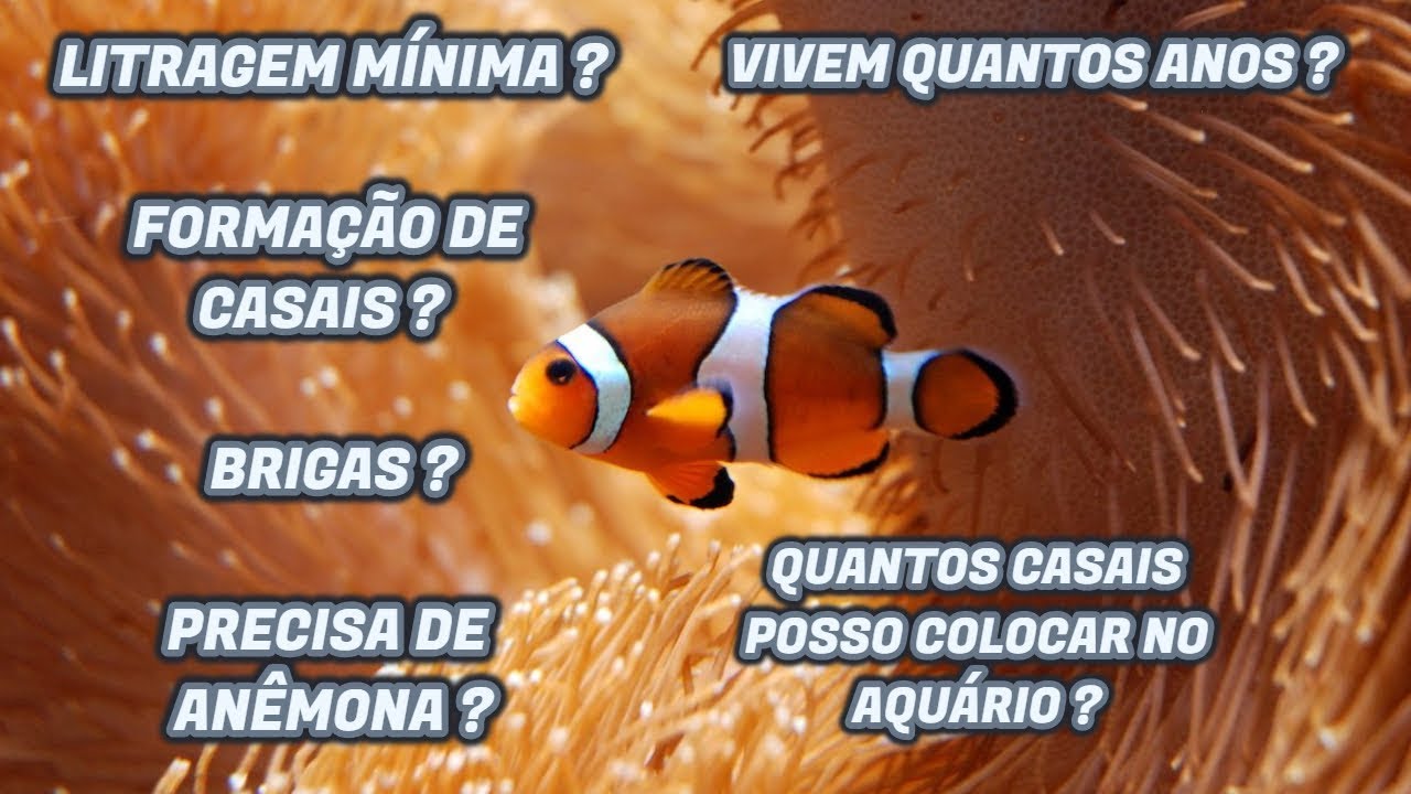 As Maiores DÚVIDAS sobre Peixes-Palhaços em Aquário Marinho - Com Dr. Miguel Mies