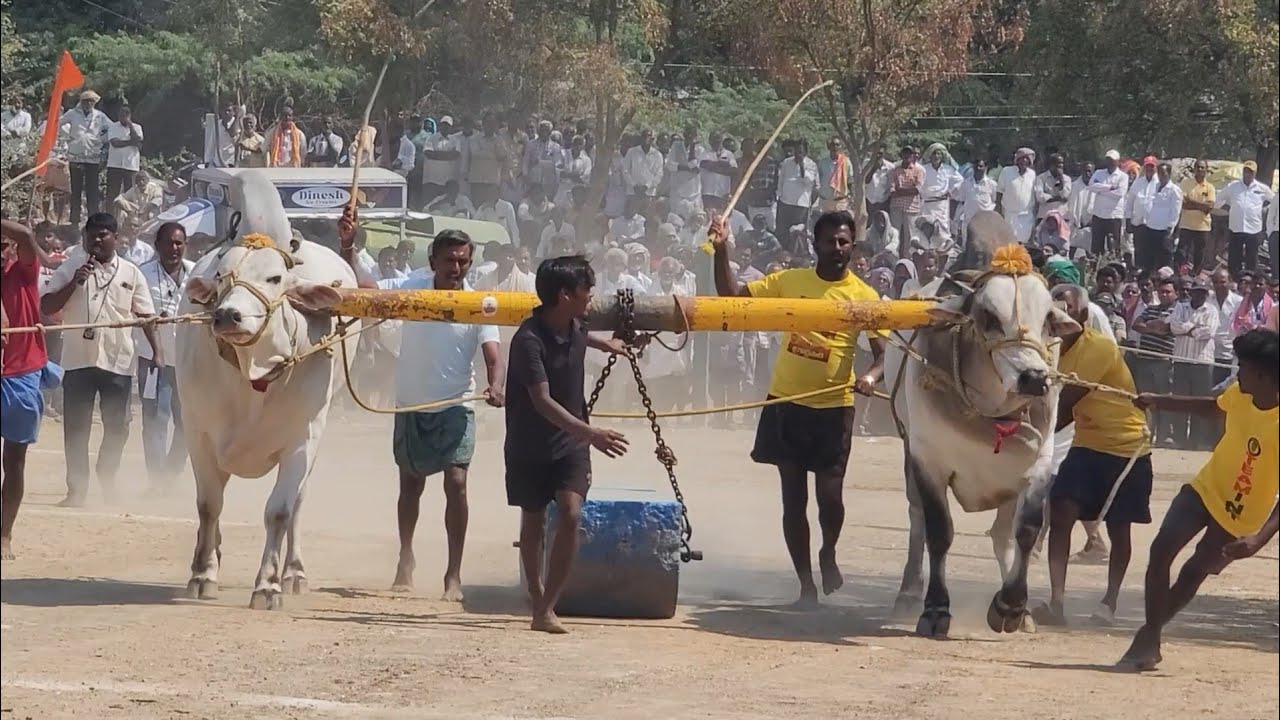 2026-నరవ గ్రామం||సీనియర్స్ విభాగం 2వ జత PVSR BULLS పావులూరి వీరస్వామి చౌదరి గారు 💥వరద & బోడి గిత్త💥