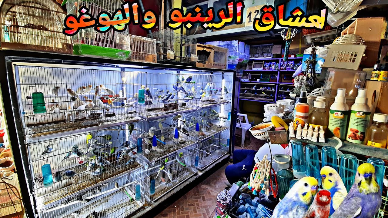 🦜زيارة عند داني أتمنة الرينبو الهوغو الموانو والكناري أتمنة الزوان🌾والبذور تولعو الإخوان سوق القريعة