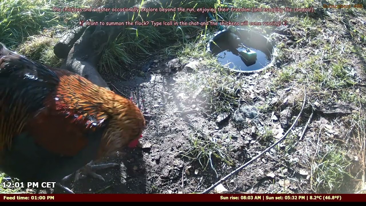 LIVE: Distributeur Automatique pour Poulets – Contrôle par Chat ! 🐔💬