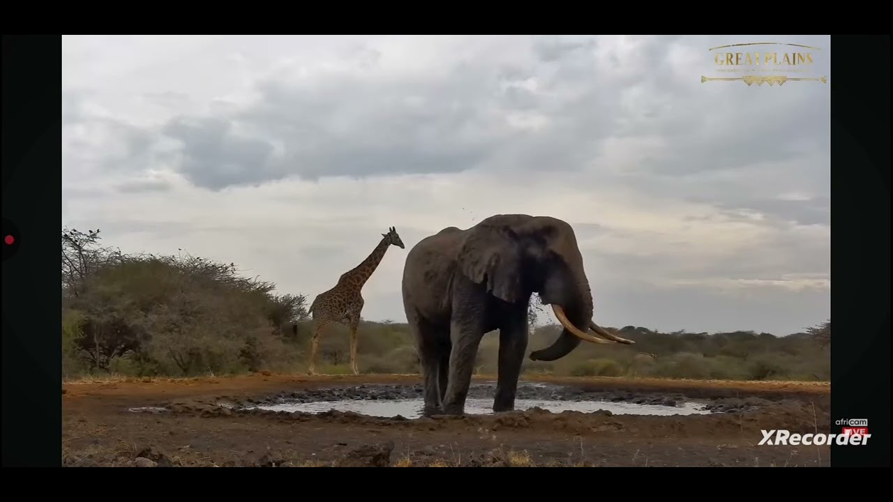 An elephant bath time at the waterhole in Africa. 
