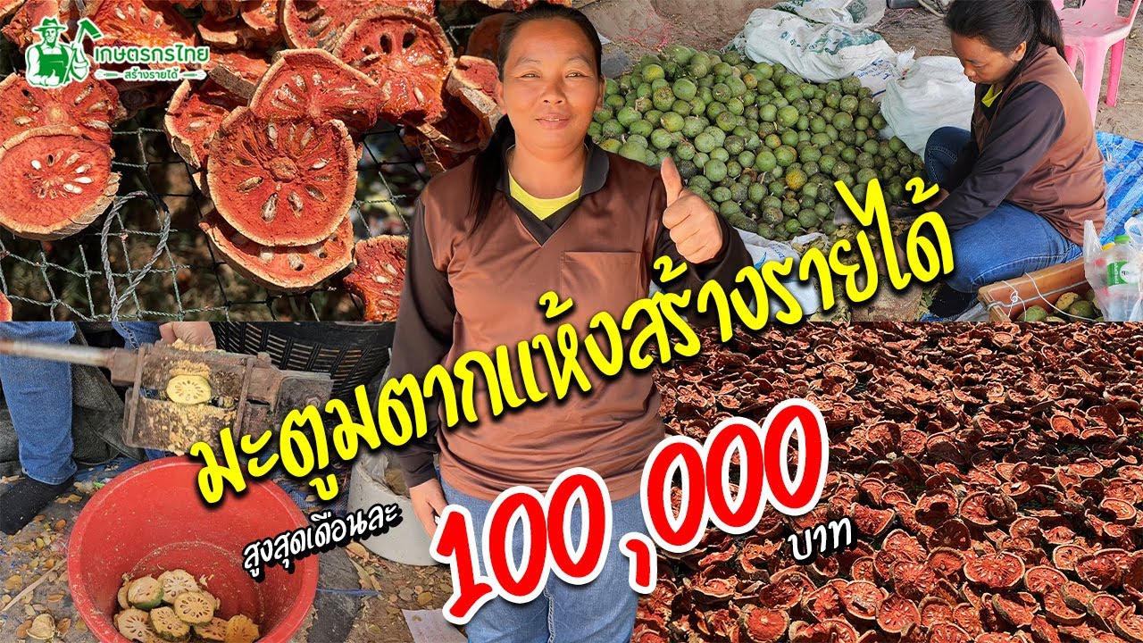 มะตูมตากแห้ง สร้างรายได้สูงสุด 100,000 บาท/เดือน #มะตูม #มะตูมแห้ง #มะตูมตากแห้ง