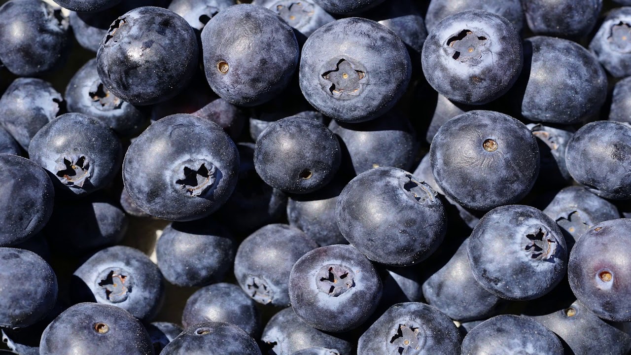 Arandano (Vaccinium Myrtillus)