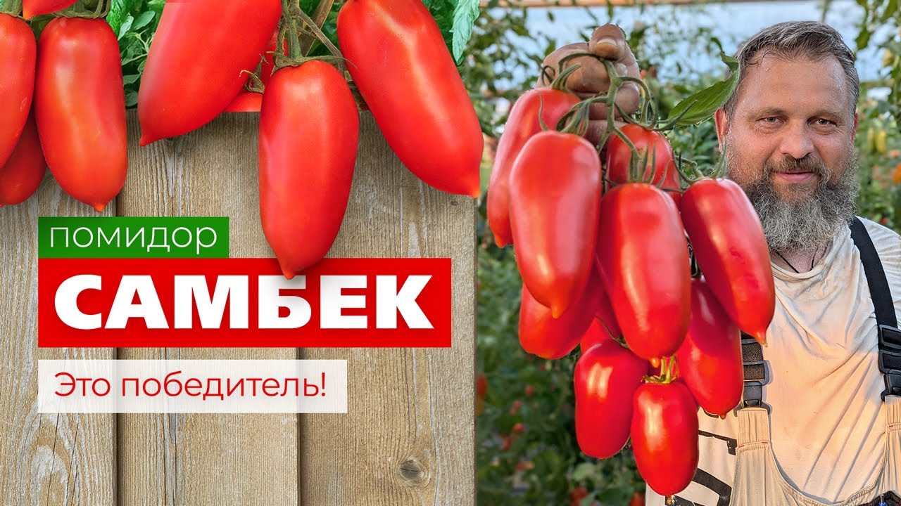 Помидор САМБЕК - продуктивный гибрид томата, устойчивый к вершинной гнили #семена #дача #томаты