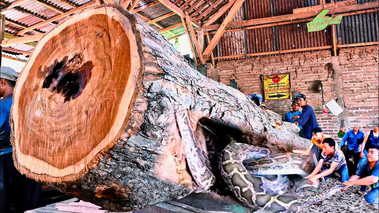 This big snake almost killed me! This happened during the sawing of giant hollow teak wood