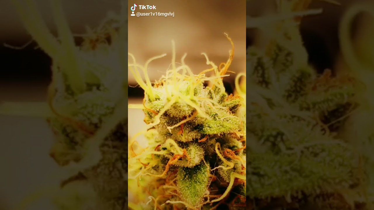 Late Flower AK47 - LST to Increase Yield - Sticky Buds Smelling DANK 🤤 2 More Weeks Until Harvest!!