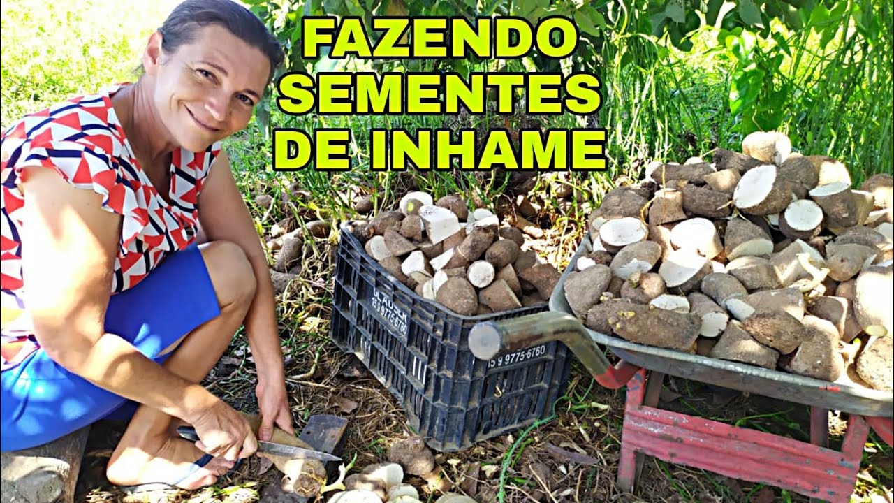 COMO CORTAR A SEMENTE DE INHAME DE MANEIRA CERTA