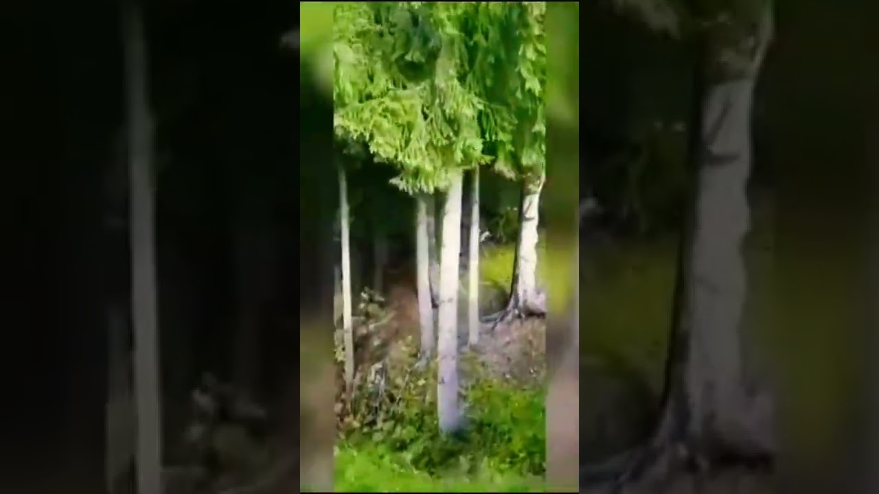 What Spider Season Looks Like İn Australia 😳 #shorts #viral