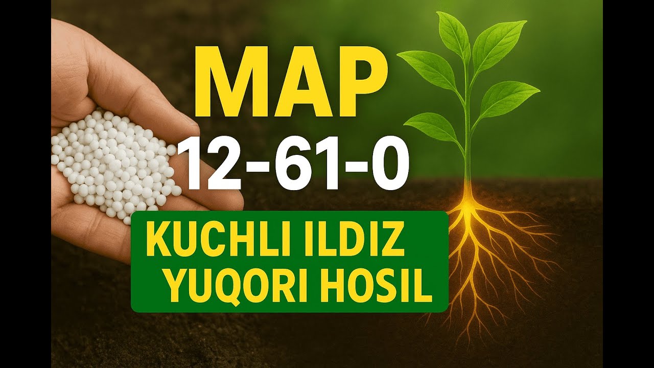 MAP 12-61-0 yoki Mono ammoniy fosfat nima? va ekinlarga qachon beriladi #agromaslahat #agro #minera