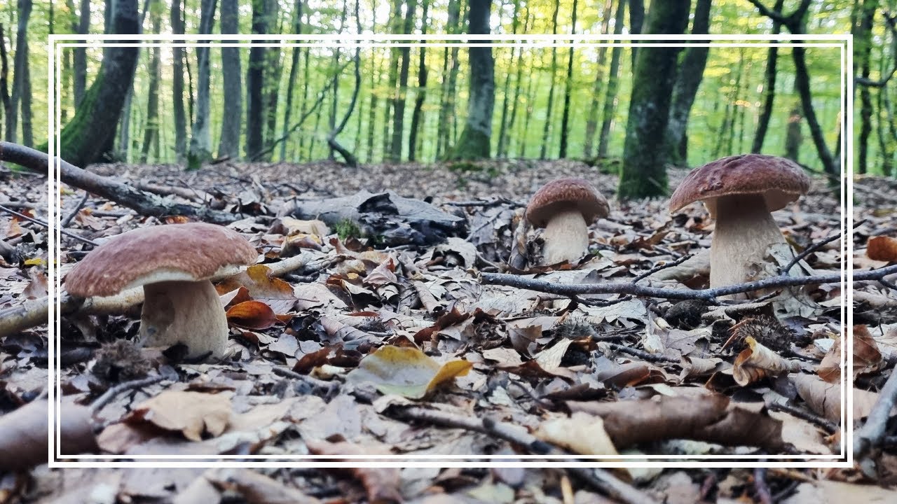 PRAWDZIWKI wpadały do KOSZYKA - Niech TEN SEZON trwa JAK NAJDŁUŻEJ - GRZYBY LASY LIŚCIASTE 🍄‍🟫🍄‍🟫🍄‍🟫