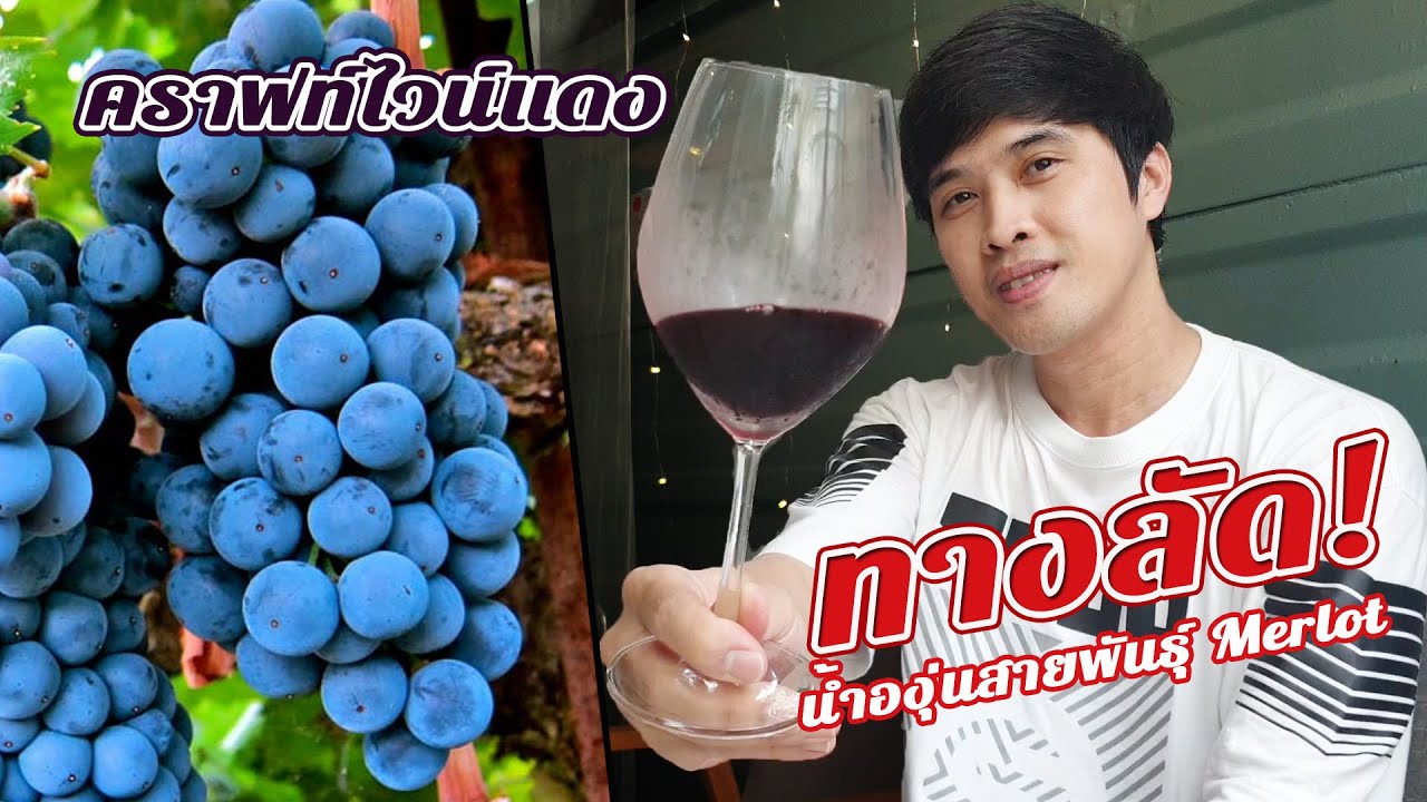ทำไวน์แดงทางลัดหมักเสร็จใน 7วัน สูตรที่มืออาชีพบอกต่อ
