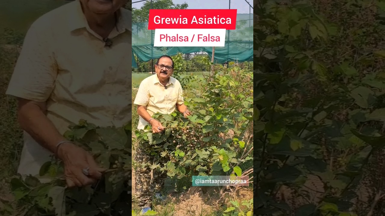 Phalsa (Falsa) / Grewia Asiatica: Tropical Superfruit / Phalsa: Amazing health benefits of a deli...