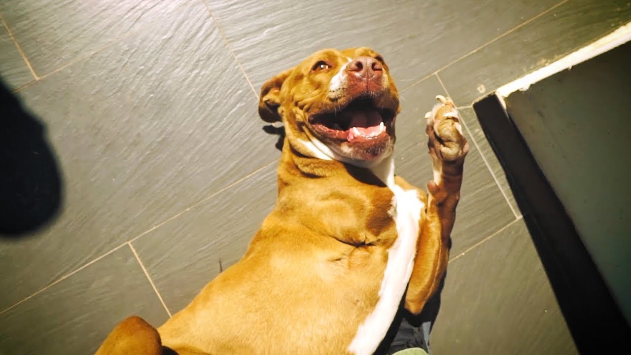 Le cortaron la pata a esta perrita pitbull... MIRA COMO VIVE AHORA!