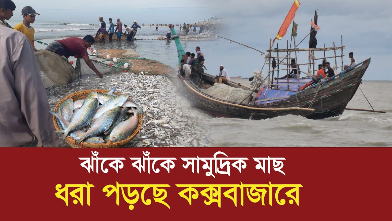 সাগরে ধরা পড়ছে ঝাঁকে ঝাঁকে সামুদ্রিক মাছ !! Cox's bazar fishery ghat