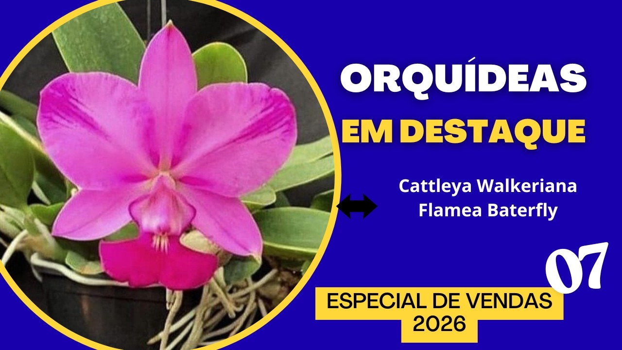 ORQUÍDEAS EM DESTAQUE - Especial de Vendas 07 - 2026 - CATTLEYA WALKERIANA FLAMEA BATERFLY