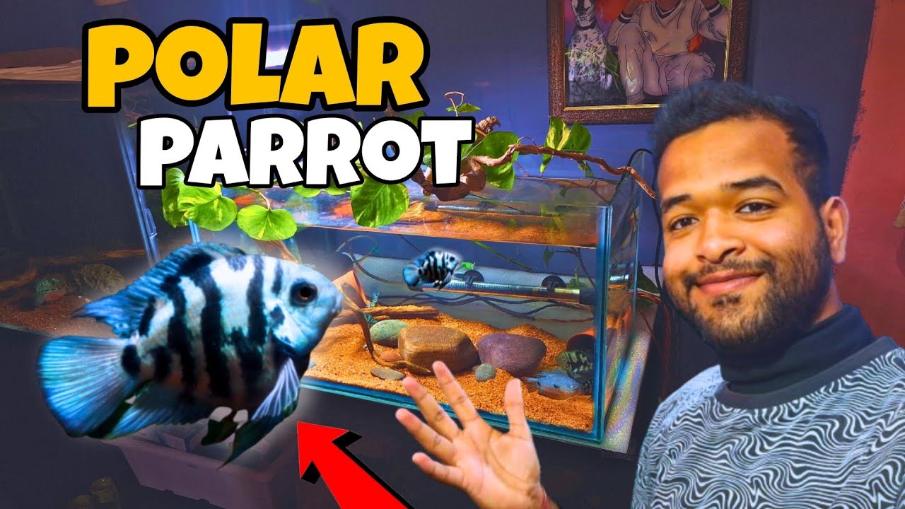 New tank setup in my Fish Room || Polar parrot tank setup
