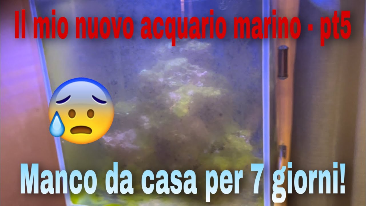 Il mio nuovo acquario marino - pt5 (manco da casa per 7 giorni!!!)