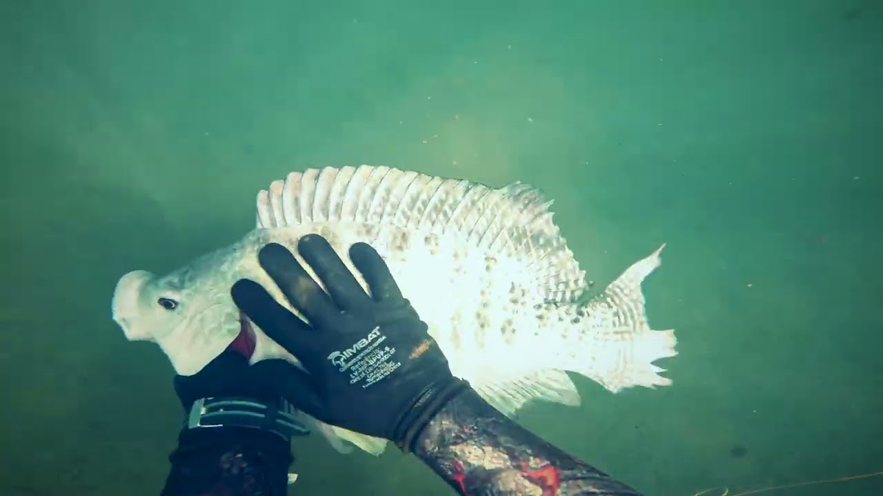 PESCA SUB EM AGUA DOCE 2025 - Pesca Sub - ATASUB